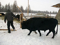 Корову за бутылку водки продал сторож в Удмуртии  