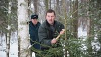С начала декабря лесники и полиция провели 400 проверок по охране елок
