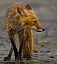  Бешеные лисы все чаще заглядывают в Малопургинский район 