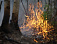 Два лесных пожара произошло в Удмуртии за сутки