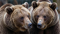 В Зоопарке Удмуртии медведи оправились в зимнюю спячку