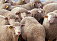 Поголовье овец, заболевших бруцеллезом, уничтожат в Сарапульском районе