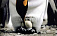 Яйца пингвинов привезли в Ижевск