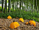 Урожай галлюциногенных грибов собрал ижевчанин в удмуртском лесу
