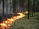 Лесной пожар потушили в Воткинском районе 