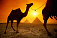 Туристические визы в Египет подорожают с 1 мая 