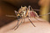 Жителям Удмуртии стоит опасаться комариных укусов
