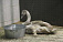 Белого лебедя спасли от гибели на замерзающем пруду в Удмуртии 