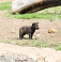 Шесть волчат появились  на свет в зоопарке Удмуртии