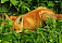 Бешеных кошку и лису нашли в Якшур-Бодьинском районе