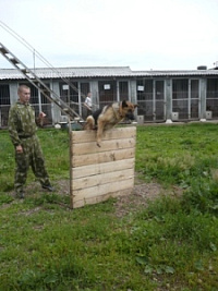 Удмуртские кинологи поймали рецидивиста