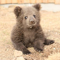 В Ижевске выберут самую лучшую «мохнатую» маму