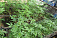 Житель Завьяловского района выращивал коноплю в теплице садового участка