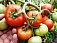 Свежие помидоры подорожали в Удмуртии на 7,6%