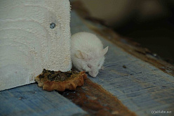 Перепечи и белая мышь