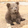 В фотомоделей превратились три медвежонка из зоопарка Удмуртии