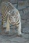 В зоопарке Удмуртии организовали гадание на тиграх