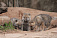 Пятеро арктических волчат родились в зоопарке Удмуртии