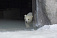 Белый медвежонок, недавно родившийся в зоопарке Удмуртии, впервые вышел в свет
