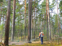 Леса в Удмуртии начали обрабатывать от клещей и грызунов