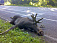 Около 100 лосей погибли на дорогах Удмуртии