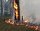 Лесной пожар потушили спасатели в Вавоже