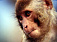 В ижевском зоопарке открывается вольер «Страна обезьян»