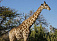 Всего один день в ижевском зоопарке погостит жираф