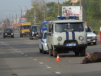 В Ижевске один лось погиб в  ДТП, другому удалось сбежать