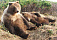 Медведи в зоопарке Удмуртии не выходят из зимней спячки