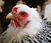 Россельхознадзор запретил ввоз птицы и яиц из США