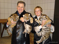 Рождения тигрят в зоопарке ждали три года