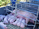 Чума свиней в Удмуртии не обнаружена