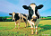 Крестьянам Удмуртии заплатят 3000 рублей субсидий за каждую корову