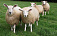Туши овец найдены на обочине дороги в Ижевске