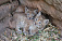 Восточно-сибирские рысята стали выходить на прогулку в зоопарке Удмуртии