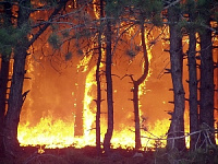 Жара  +36 градусов: леса Удмуртии в опасности