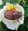 Напасть майского жука
