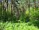 Черные лесорубы вывезли из удмуртских лесов древесины на 46 миллионов рублей