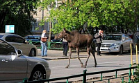 Ижевского лося усыпили из-за перелома ноги