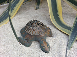 Черепаха в песке