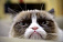Хозяйка Сердитого котика опровергла информацию о миллионных заработках питомца