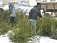 Минлесхоз: незаконно срубленная новогодняя елка обойдется ижевчанам в 5 тысяч рублей