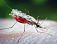 Туристов из Удмуртии предупредили об опасности заражения малярией