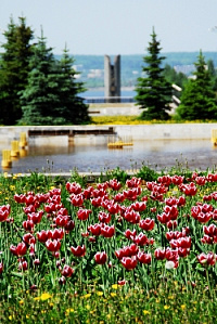 В спальном районе Ижевска высадили луковицы