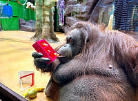 В Зоопарке Удмуртии празднуют 30-летие орангутанга