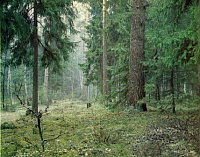 Незаконная вырубка деревьев пресечена в Удмуртии