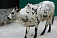 Горбатые мини-коровы Зебу поселились в ижевском зоопарке