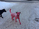 В Ижевске беспокоятся о судьбе покрашенной в розовый цвет собаки