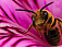 О болезнях пчел говорили на совещании пчеловодов и ветеринаров Удмуртии